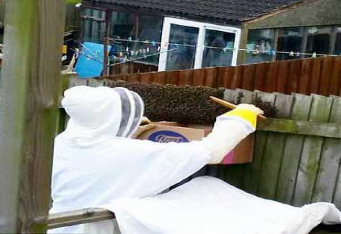 Duabelas Ribu Lebah Piknik