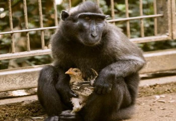 Monyet Kesepian Ini Jadikan Ayam Sebagai Anaknya