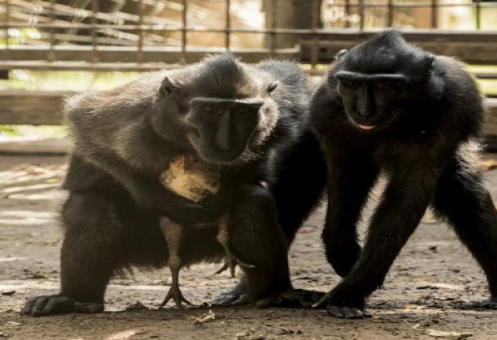 Monyet Kesepian Ini Jadikan Ayam Sebagai Anaknya