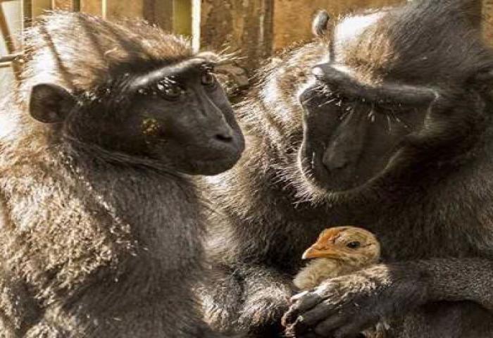 Monyet Kesepian Ini Jadikan Ayam Sebagai Anaknya