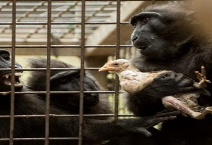 Monyet Kesepian Ini Jadikan Ayam Sebagai Anaknya