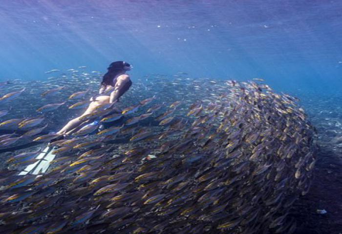 Kehidupan “Mermaid” Cantik di Dasar Laut