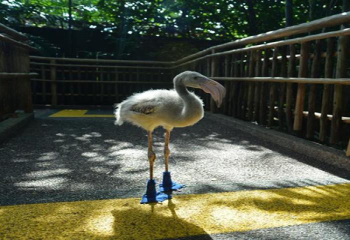 Flamingo Lucu Pakai Kaus Kaki Biru