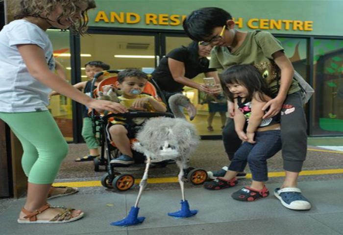 Flamingo Lucu Pakai Kaus Kaki Biru