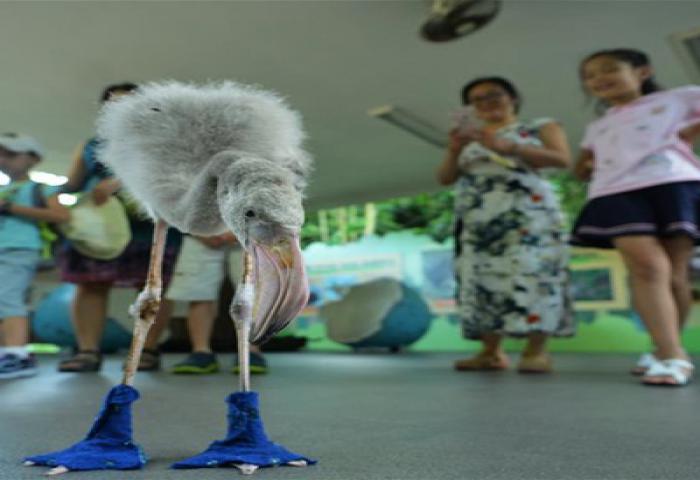 Flamingo Lucu Pakai Kaus Kaki Biru