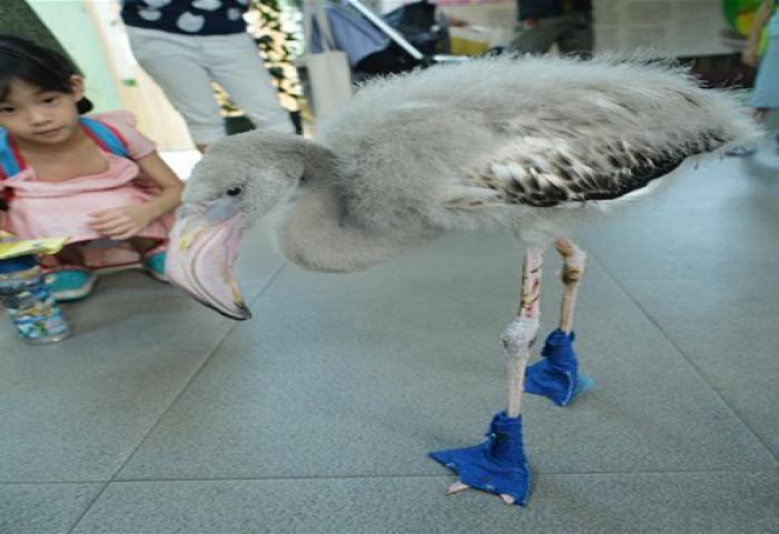 Flamingo Lucu Pakai Kaus Kaki Biru