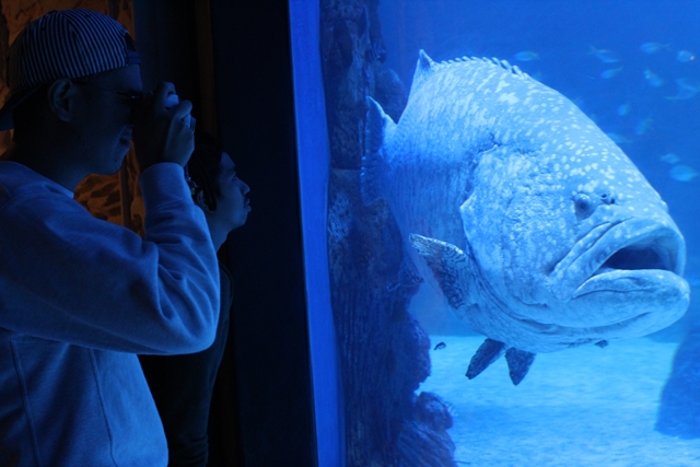 Lepas Penat di Jakarta Aquarium