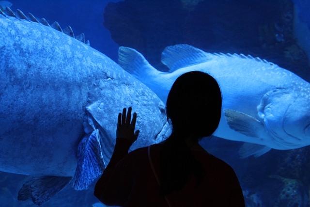 Lepas Penat di Jakarta Aquarium