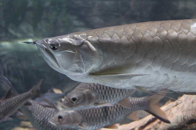 Lepas Penat di Jakarta Aquarium