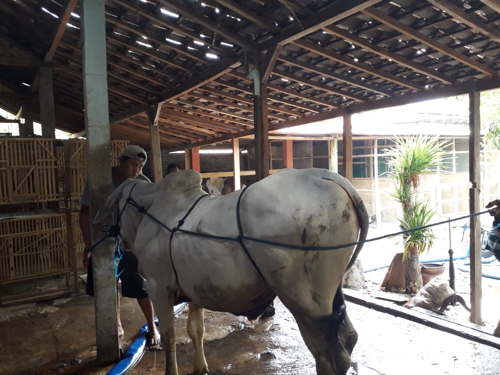 Pemotongan Hewan Kurban pada Iedul Adha di Yogyakarta