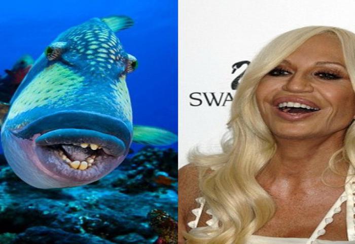 Ikan Mirip Donald Trump?