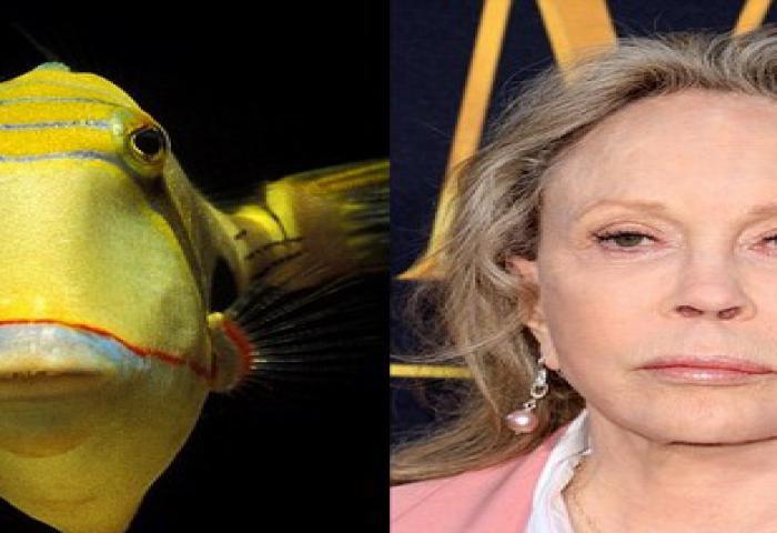 Ikan Mirip Donald Trump?