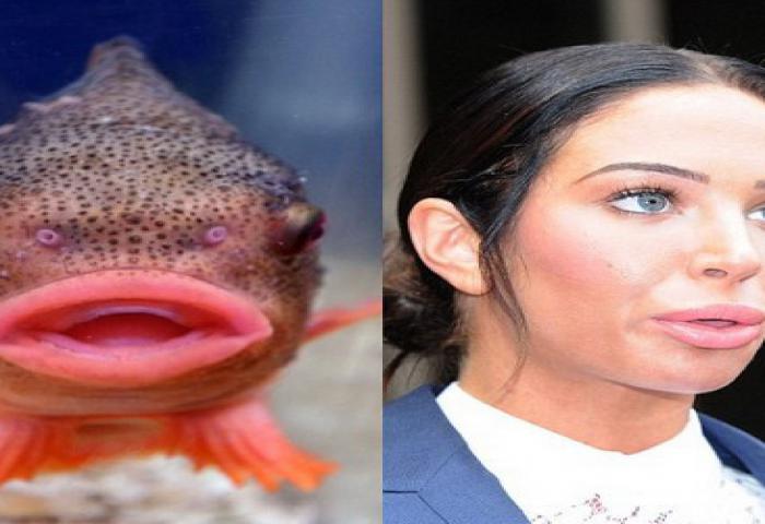 Ikan Mirip Donald Trump?