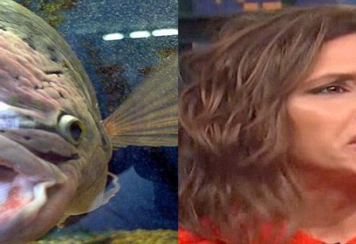 Ikan Mirip Donald Trump?