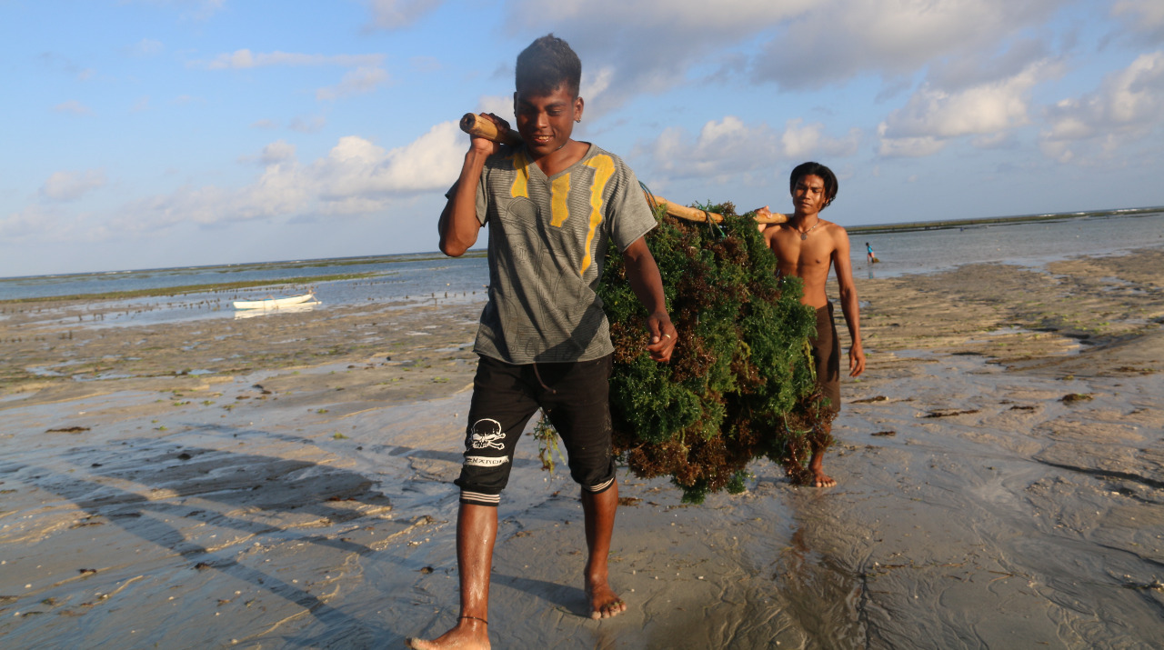 KKP Pacu Pengembangan Daya Saing Rumput Laut Nasional