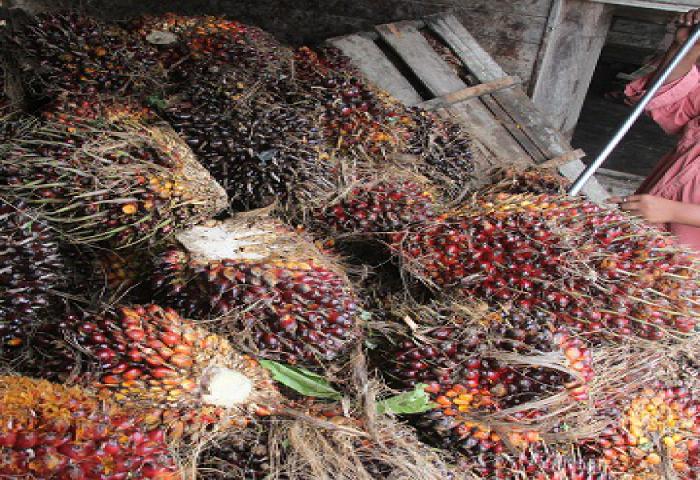 Konsumsi CPO Baru 5% Hanya untuk Industri Pertanian