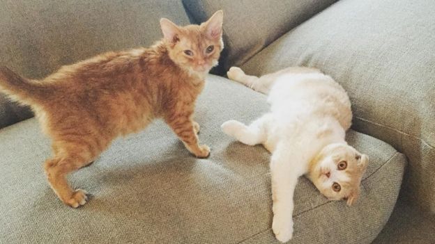 Kucing Ed Sheeran Punya Akun Instagram