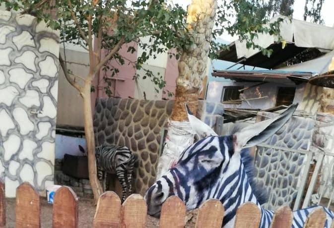 Keledai Dicat Belang Hitam Putih Seperti Zebra di Kebun BInatang ini, Apa Alasannya?