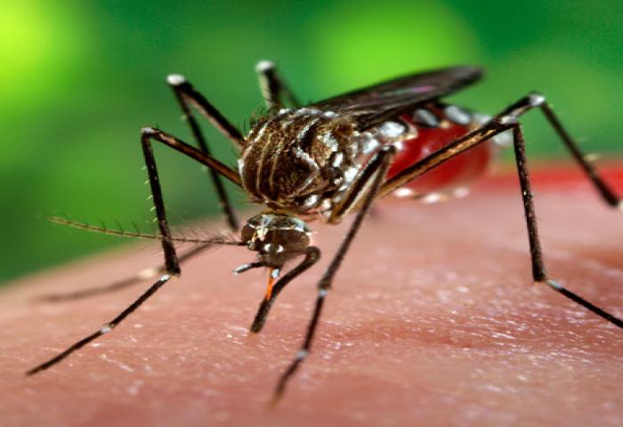 Dikejar Zika, CDC Mulai Kehabisan Dana