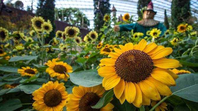 10.000 Bunga Matahari Dipajang di Gardens by the Bay Singapura
