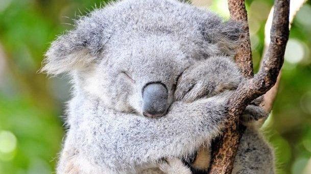 Studi: Koala New South Wales Akan Punah di 2050