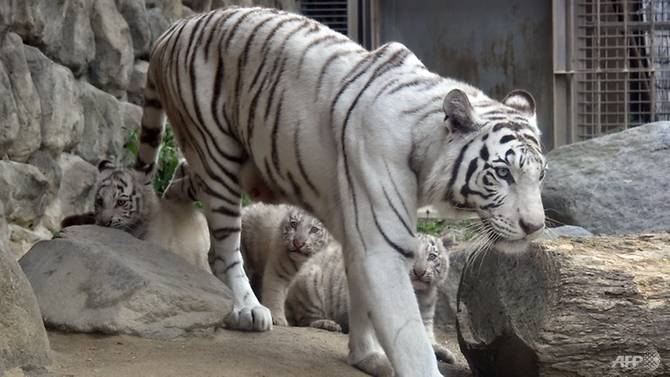 Jarang Terjadi, Harimau Putih Terkam Penjaga Bonbin Hingga Tewas