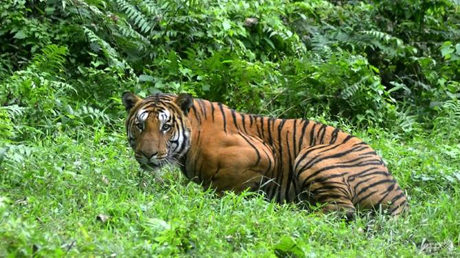 Harimau Paling Dicari di India Karena Tewaskan 13 Orang Ditembak Mati