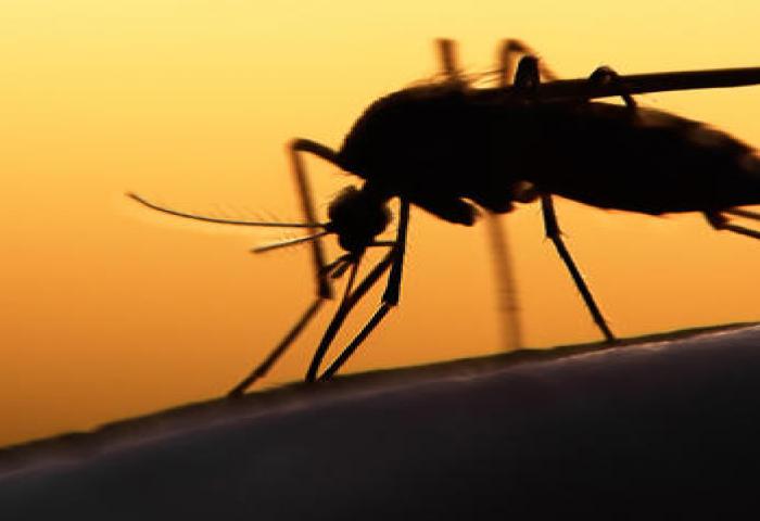 Pakar: Lingkungan Bersih Cegah Penularan Zika