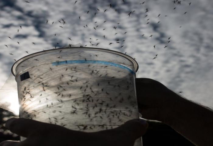 Nyamuk Biasa Tidak Dapat Tularkan Virus Zika