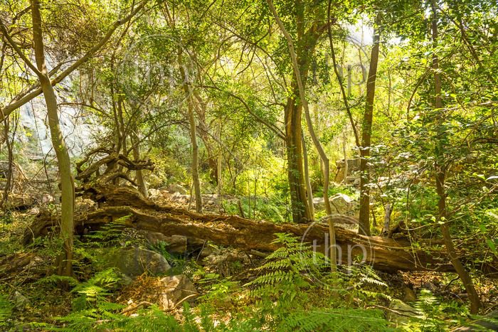 Ribuan Hektar Hutan Dengan Nilai Konversi Tinggi Dikelola Anggota RSPO