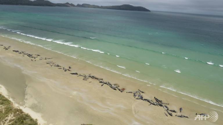 145 Paus Terdampar dan Mati di Pantai Selandia Baru