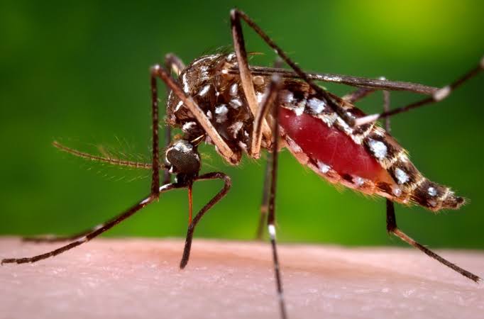 Vaksin Dengue Sebagai Upaya Tangkal Penyebaran DBD