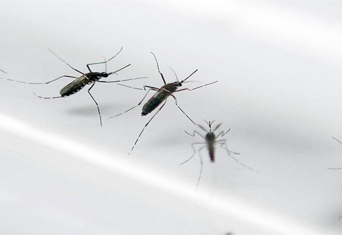 KKP Soeta Memasang Lavitrap Cegah Zika Masuk Indonesia