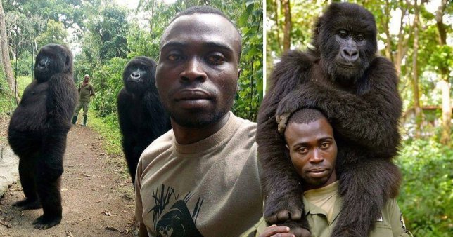 Gorila Ini "Genit" Ikut selfie dengan Penjaga Taman di Kongo