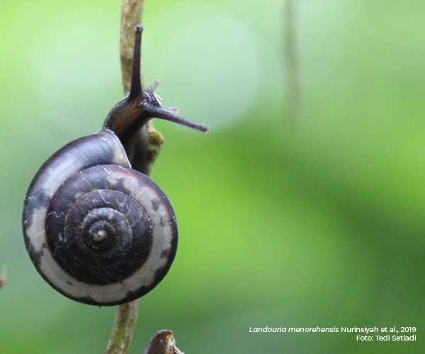 16 Species Baru Keong Darat Bernama Unik Ditemukan