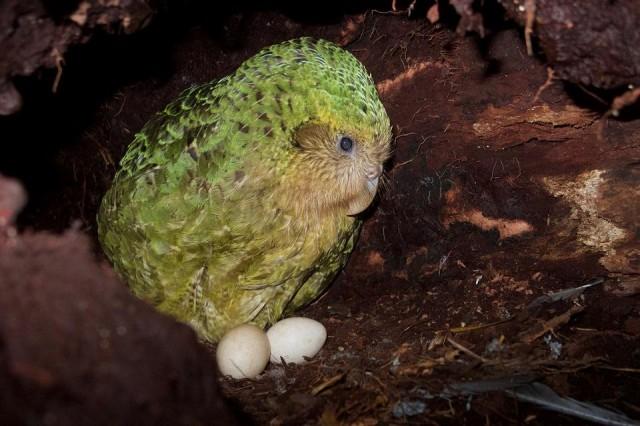 Burung Nuri Paling Gemuk di Dunia Hadapi Kepunahan