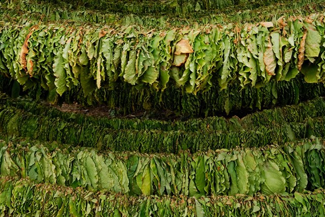 Petani Tembakau Jember Perlu Waspadai Penyakit GTS