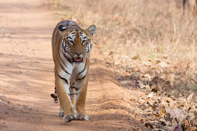 Lebih Dari 2.300 Harimau Terbunuh dan Diperdagangkan