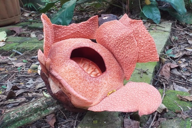 Rafflesia Patma Kembali Mekar di Kebun Raya Bogor