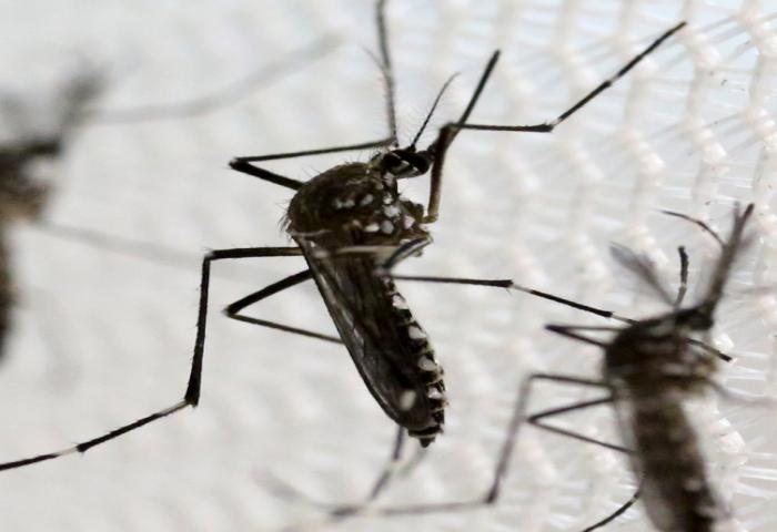 Studi: Zika Menginfeksi Sel Saraf Yang Berhubungan Dengan Pembentukan Tengkorak