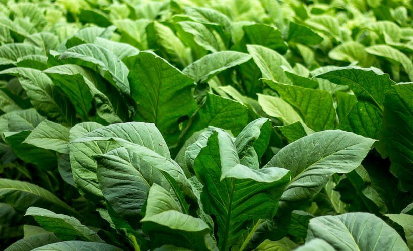 Petani Keluhkan Harga Tembakau Kasturi di Jember Anjlok