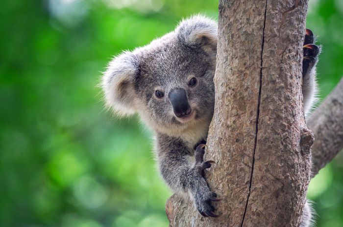 Ratusan Koala Langka Diduga Mati Terbakar dalam Kebakaran Hutan di Australia