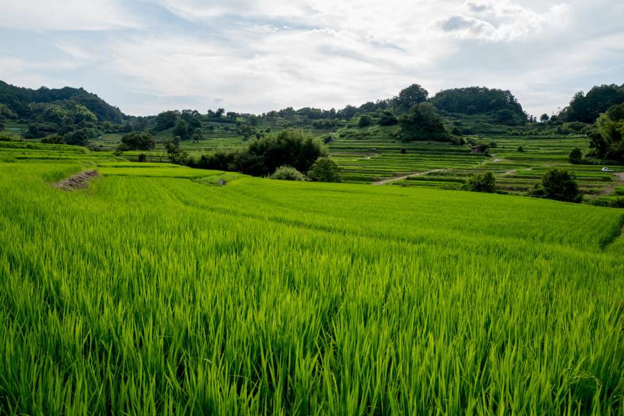 Kerangka Sampel Area Dianggap Efektif Untuk Perbaikan Data Pangan