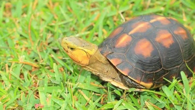 Buat Dijual di Pasar Gelap, Puluhan Kura-kura Langka Dicuri Dari Kebun Binatang Jepang