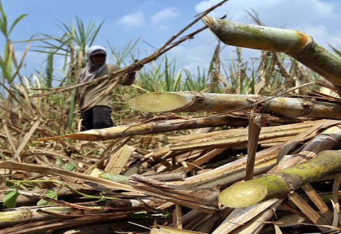 Rugikan Petani Tebu, Pemerintah Harus Kendalikan Impor Gula