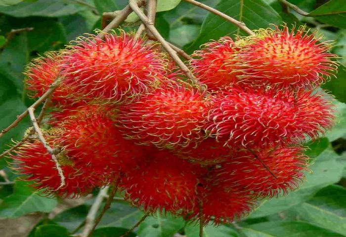 Makan Rambutan, Ini Manfaatnya Bagi Kesehatan Anda