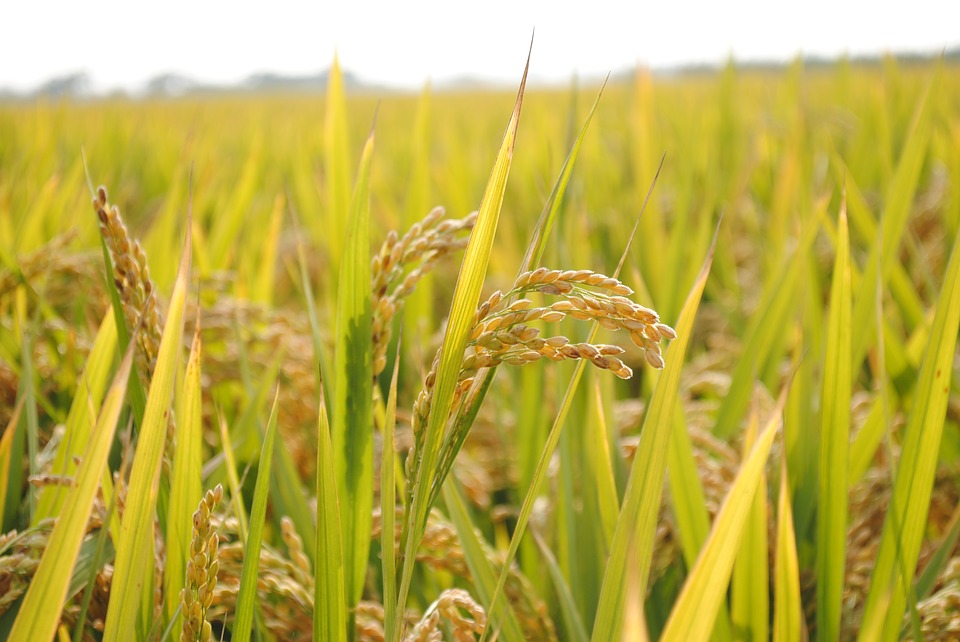 Petani di Jember Tidak Bisa Dapatkan Pupuk Bersubsidi