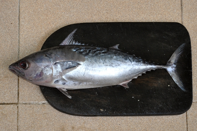 Korban Keracunan Ikan Tongkol di Jember Jadi 350 Orang