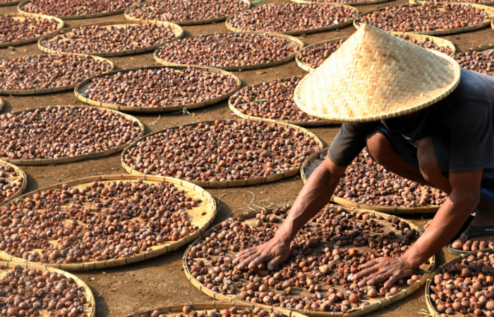 Cara UI Dukung Petani Hortikultura Keluar dari Himpitan Corona