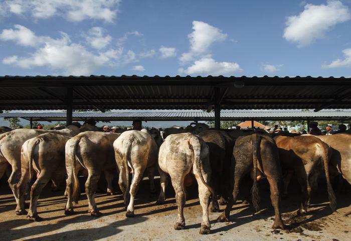 Serius Tingkatkan Populasi Sapi di Indonesia, Kementan Galakan Program Upsus Siwab